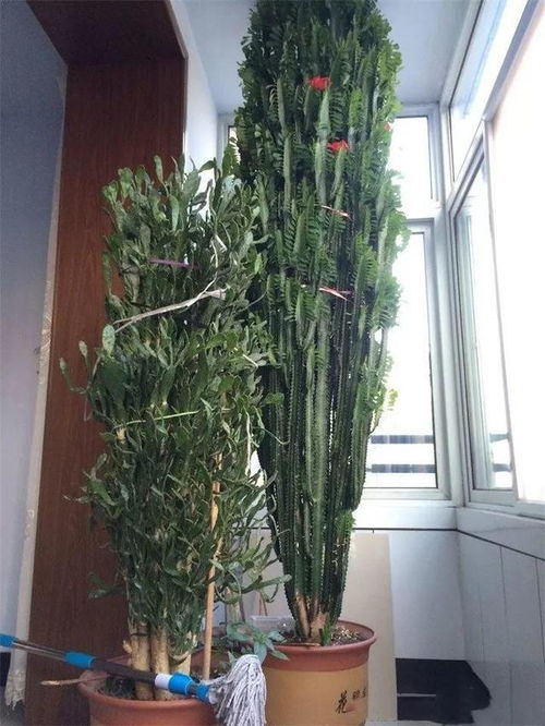 冬青怎么养才能活百年？