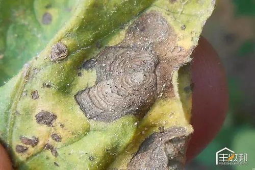 防治番茄早疫病