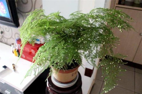 第三步：播种，有讲究