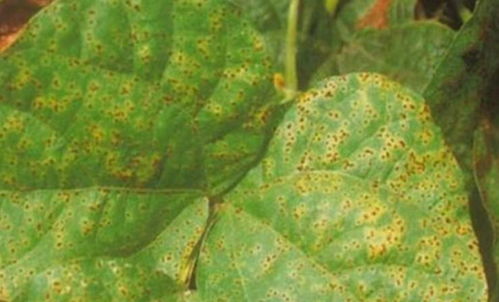 野生大豆锈病的影响及防治措施