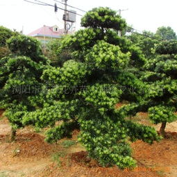 罗汉松整形修剪图解， 打造独一无二的美