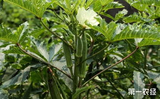 南北种植时间差异大