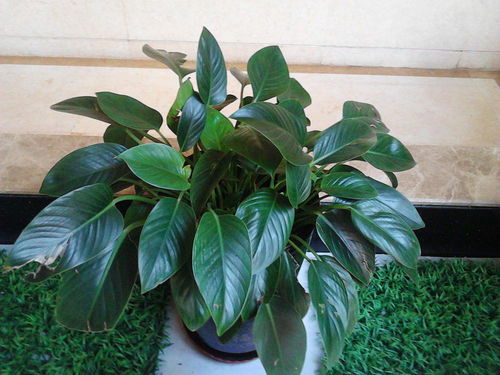 金钻花耐寒极限揭秘：揭秘耐寒极限是多少度