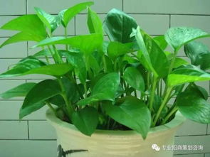 办公室植物杀手：了解常见有害植物