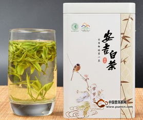 安吉白茶价格大揭秘：一斤多少钱？