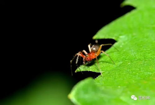 害虫困扰，园林红玉兰苗木怎么破？