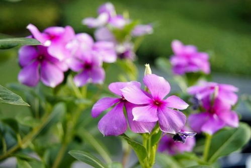 施肥要讲究， 花多花长