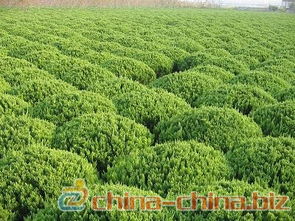 三、养护攻略：养好植物，得用心