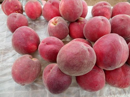 二、油桃畸形是主要原因是啥？