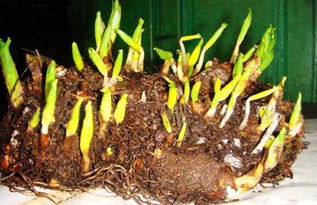 解冻后的播种时机