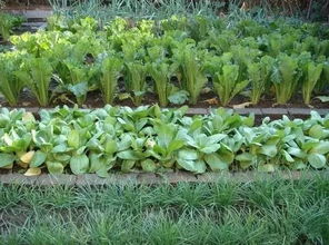生物防治与绿色防控