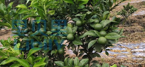 施肥浇水不Neng少