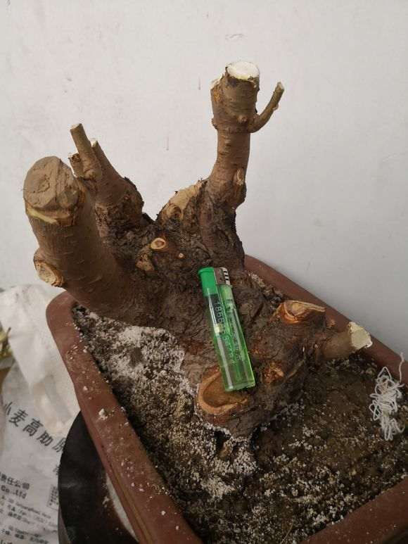 春季挖掘， 榆树成活率高