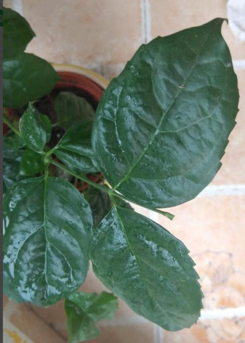 叶子发黄，是生病了吗