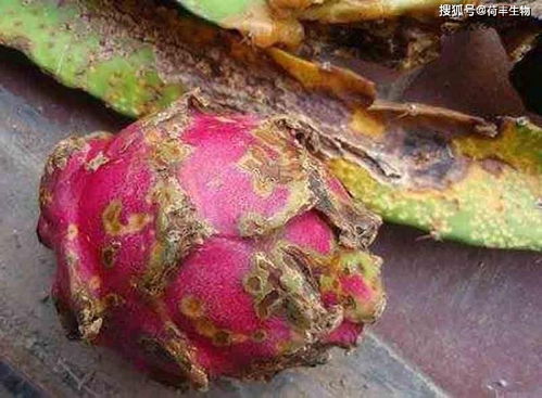 大岩桐花灰霉病与病虫害防治全解