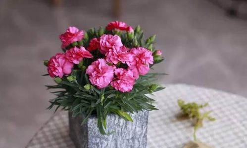 康乃馨的浪漫故事