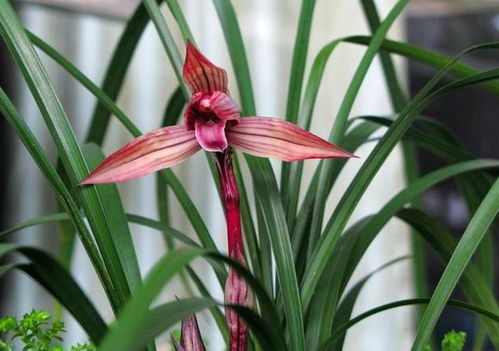 兰花风水寓意揭秘，美丽密码大公开！