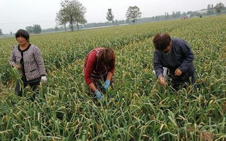 大蒜消菌杀毒剂哪种效果Zui好？我的小经验分享