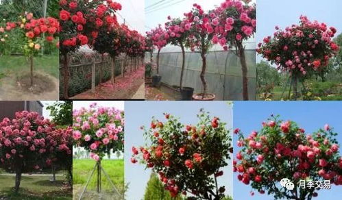 树苗选择：月季树的成长关键