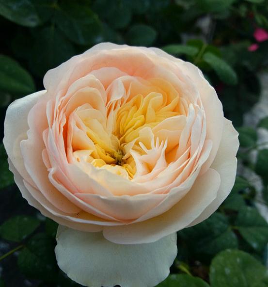 高温灼伤， 月季也会晒伤