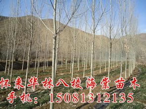 价格波动：地域、 质量、市场需求