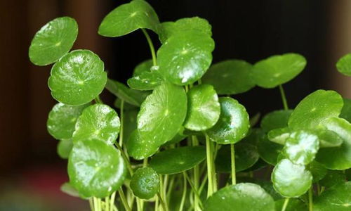 玻璃翠的小秘密：学名背后的故事