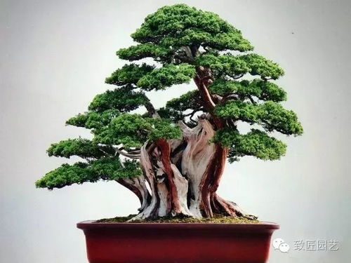 榆树疙瘩制作盆景，如何巧妙构思造型