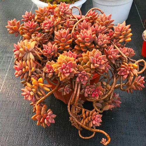 将“种鸡冠花”嵌入，可以这样拆分