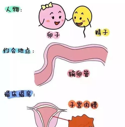 龟的胚胎发育：从受精卵到孵化