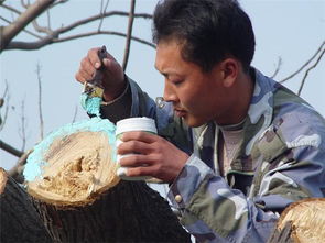 大枝劈裂伤口的处理：树干上的“伤口”也要细心呵护