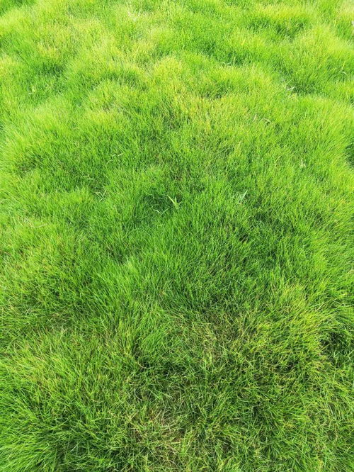 马蹄金：耐阴又美观