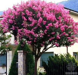 冬季修剪：紫薇的休养生息