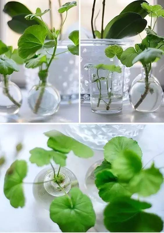 家庭花园的彩色叶子新宠