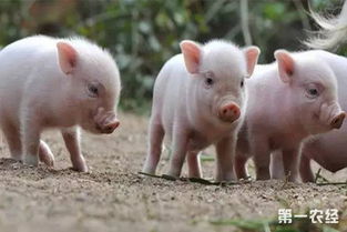 双胞胎乳猪料中营养均衡，转化率高，这是否意味着其双胞胎集团猪饲料在市场上具有竞争优势？