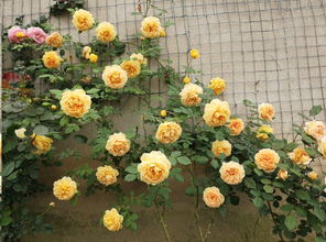 春季移栽， 春风吹过花儿笑颜开