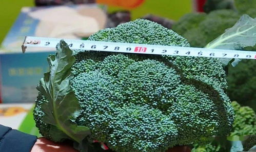 西兰花：临海农业的“四张名片”之一