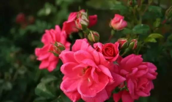 月季品种的选择