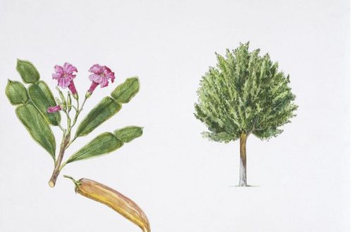 叶子大， 喷喷水，小叶子，洗洗水