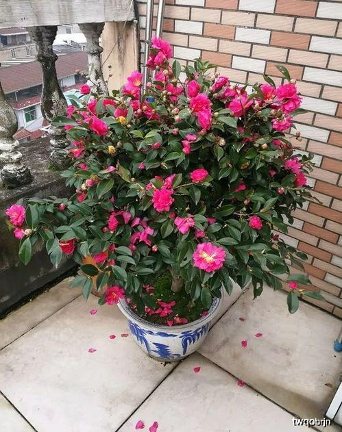 茶花蔷薇：花瓣细腻， 香气浓郁