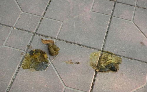 狗粪作为肥料对植物生长有影响吗？长期使用狗粪肥料安全吗