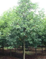 杜英树苗的生长特性和区域限制