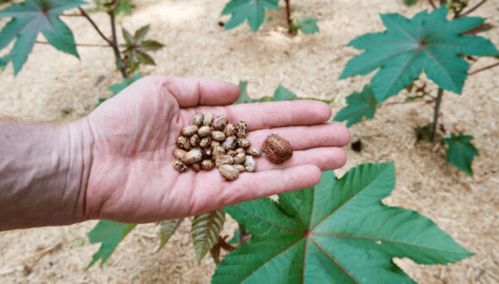 蓖麻种子哪里买靠谱？新手如何避开3大坑，节省300元？