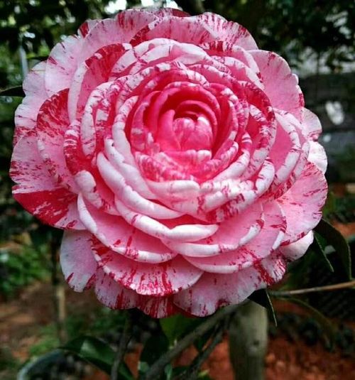 北方玫瑰冬季如何防冻？