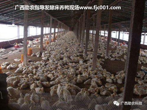 优化农业养殖垫料，实现循环利用与环保