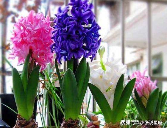 风信子种植的最佳时间是什么时候，其生长周期大约有多长