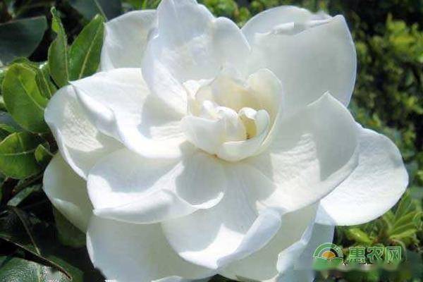 栀子花扦插小技巧， 轻松繁殖新植株