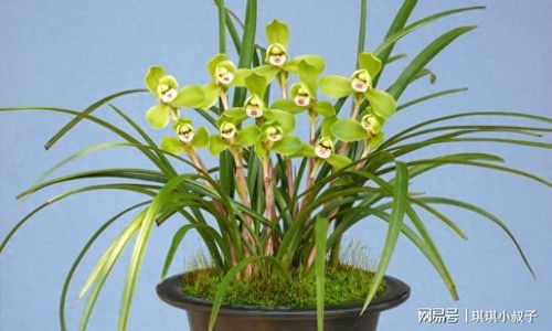 兰花冬天怎么养不怕冻？室内保温是关键