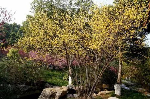 紫薇：阳光下的美丽