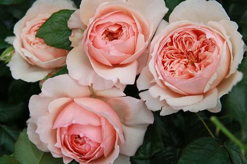 美咲抚子，这花儿粉粉嫩嫩的，给人一种仙气！