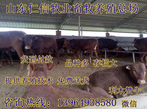肉牛全价料每吨成本是多少？配方中哪些因素会影响其价格？